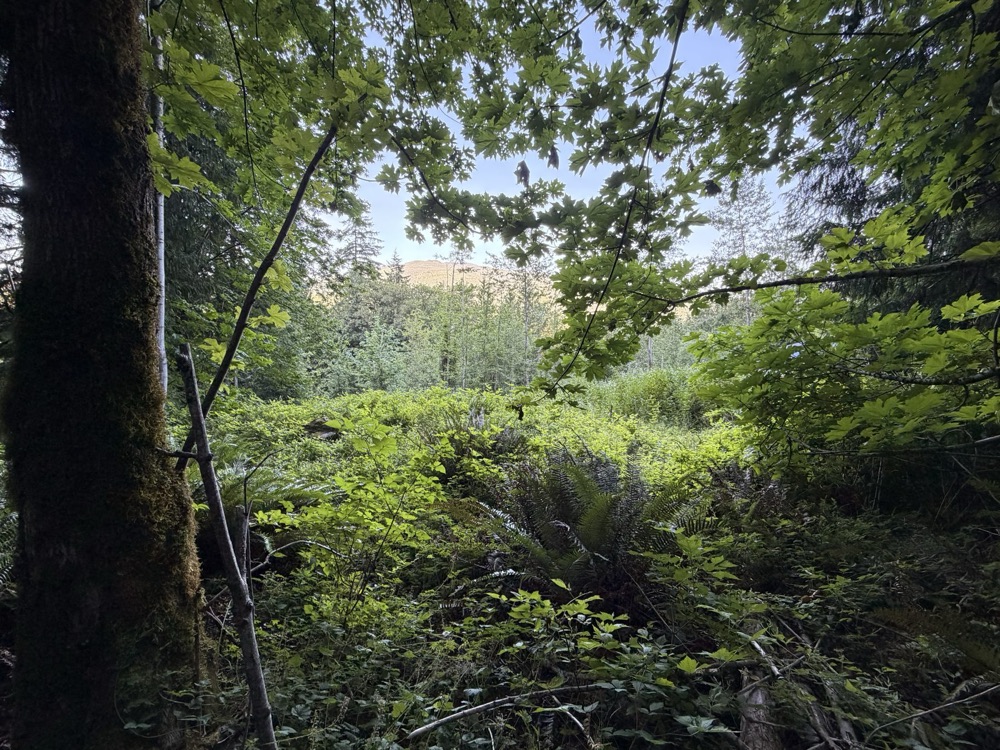 Mostly underbrush on previously cleared Lot 16