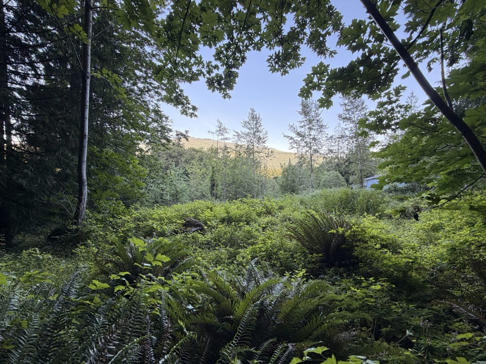 Natural forest interior on the property