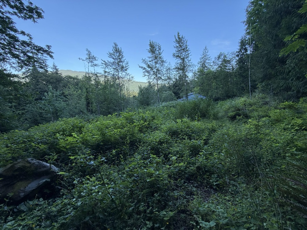 Mature trees and natural forest terrain on the property
